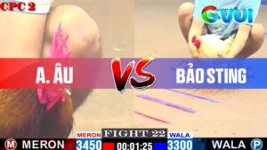 Anh Âu vs anh Bảo Sting ngày 09-05-2025
