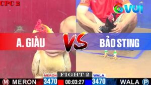 Anh Giàu vs anh Bảo Sting 09-05-2025