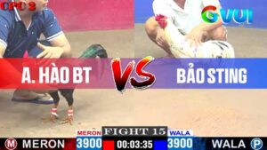 Anh Hào BT vs anh Bảo Sting 09-05-2025