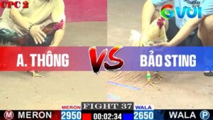 Anh Thông vs anh Bảo Sting ngày 09-05-2025 trận 37
