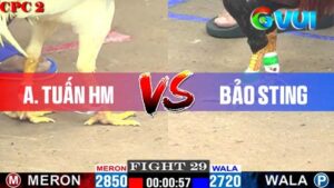 Anh Tuấn HM vs anh Bảo Sting 09-05-2025