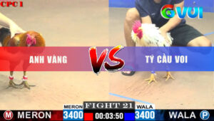 Tran 21 CPC1 21 5 2025 Buom Anh Ty Dung 1 Chan Vo Dau Ga Do Chet