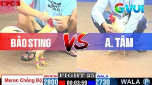 Trận 25 giữa anh Bảo Sting và anh Tâm 09-05-2025